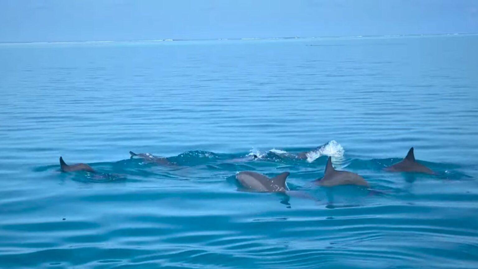 mehtab-bagh-best-time-to-visit-timings-ticket-price-closed-day