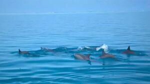 Dolphin in Maldives