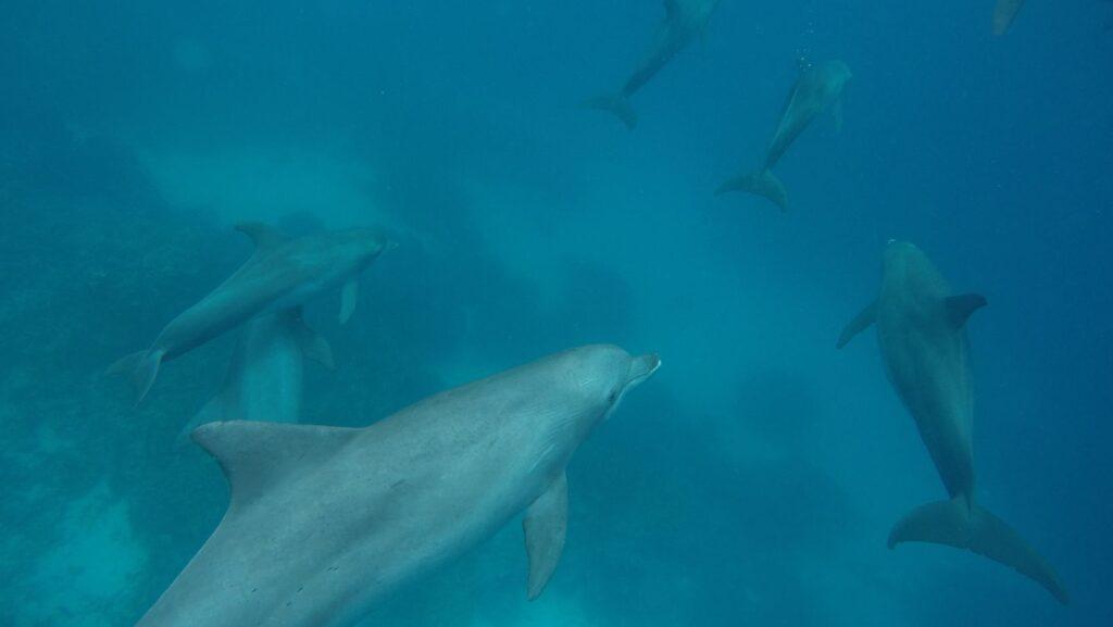 Dolphin in Maldives