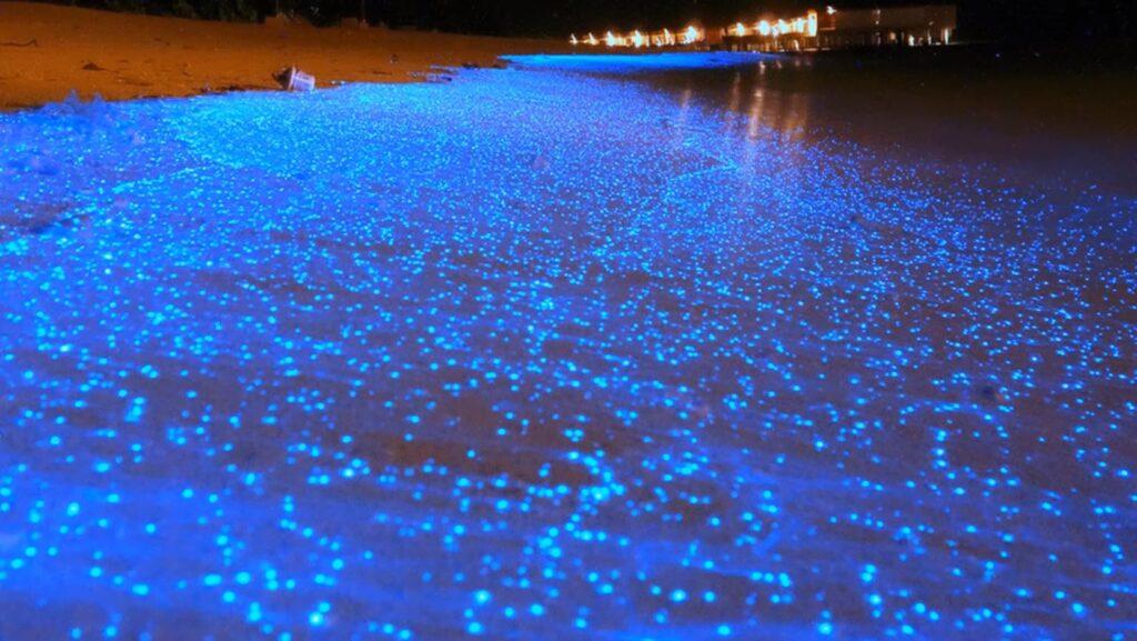 Fulidhoo Beach Bioluminescence