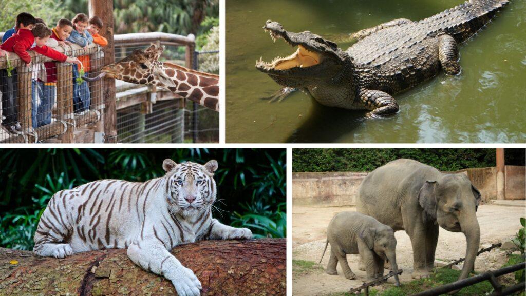 Nandankanan Zoological Park