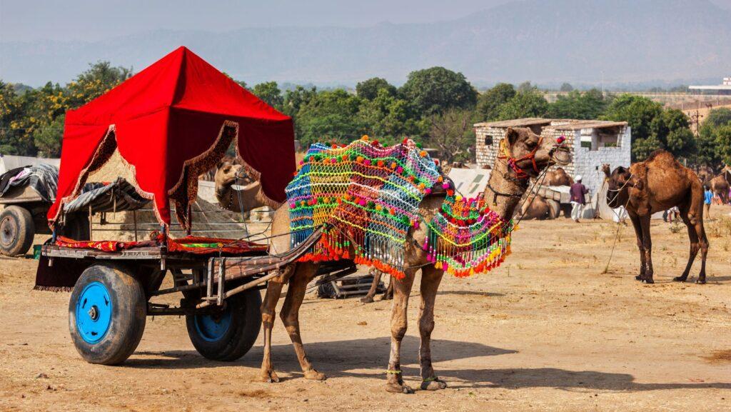 Pushkar Camel Fair