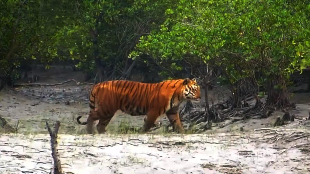 Sunderbans National Park