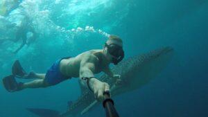 Best time to see whale sharks in Maldives