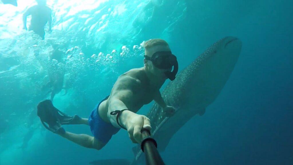 best time to see whale sharks in Maldives
