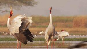 Okhla Bird Sanctuary Noida