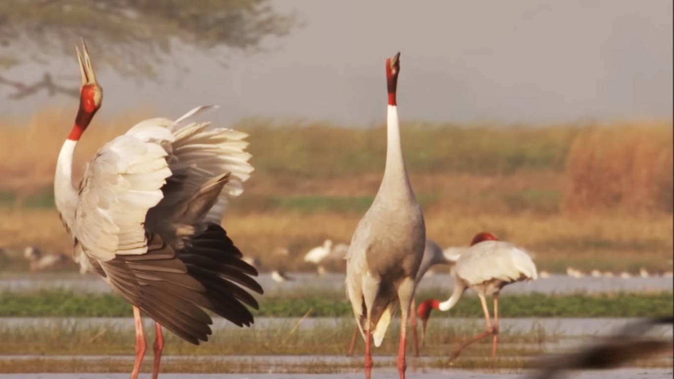 Okhla Bird Sanctuary: Ticket Price, Timings, Best Time to Visit!