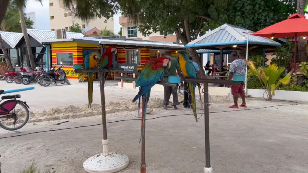 Pelican Beach Maafushi