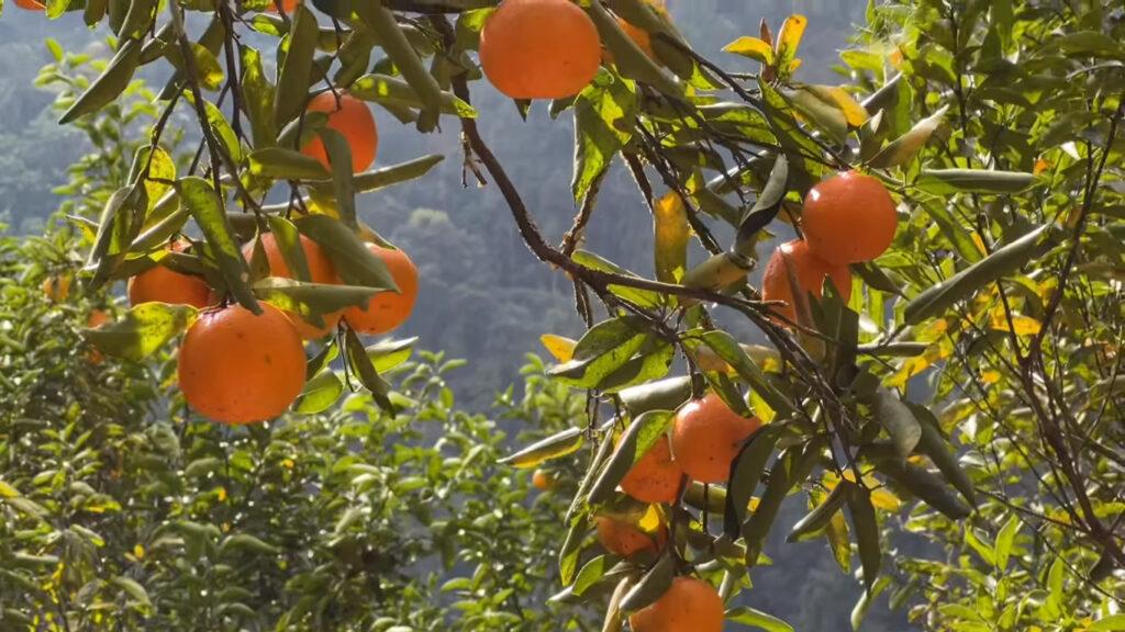 Rimbi Orange Garden