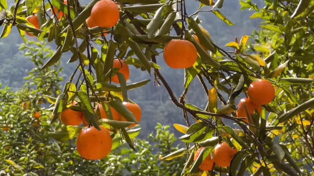 Rimbi Orange Garden