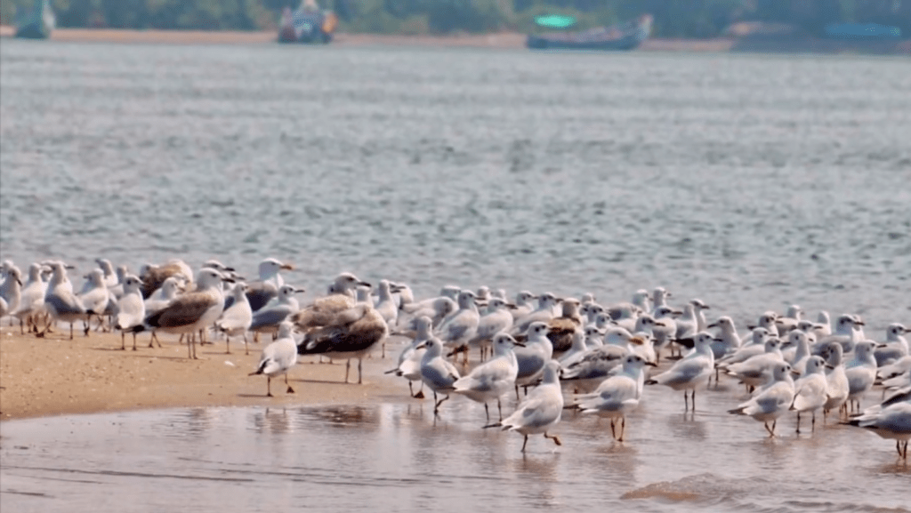 Kadalundi Bird Sanctuary