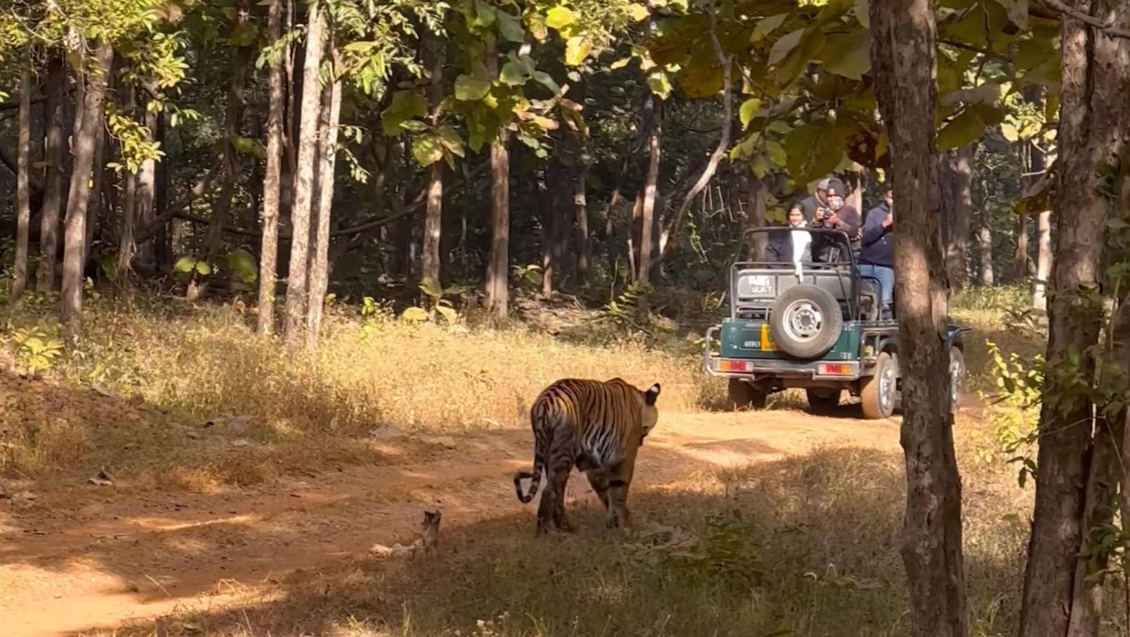 Pench Tiger Reserve: Safari Timings, Entry Fees!