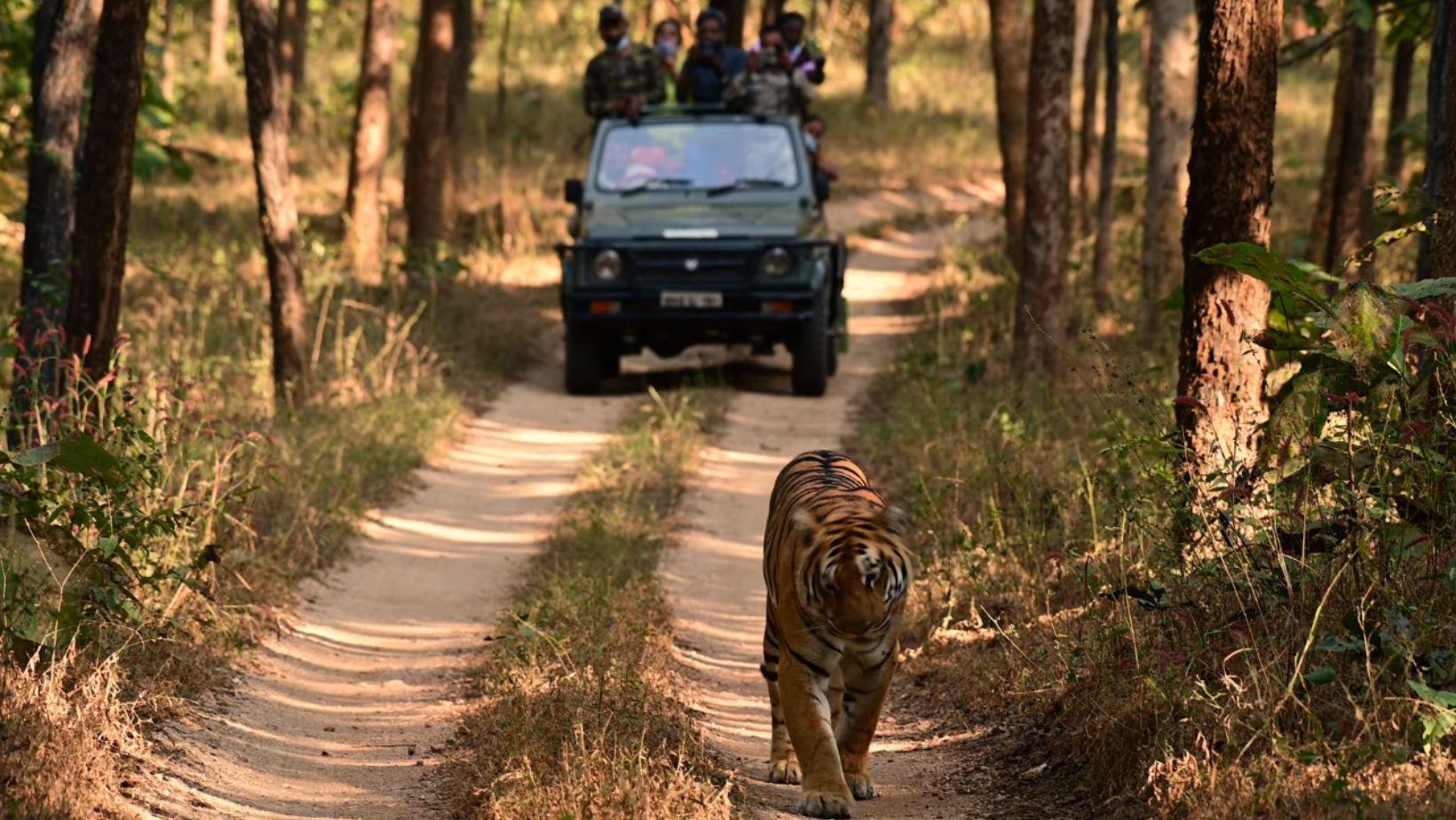 Pench Tiger Reserve Safari Timings, Entry Fees!