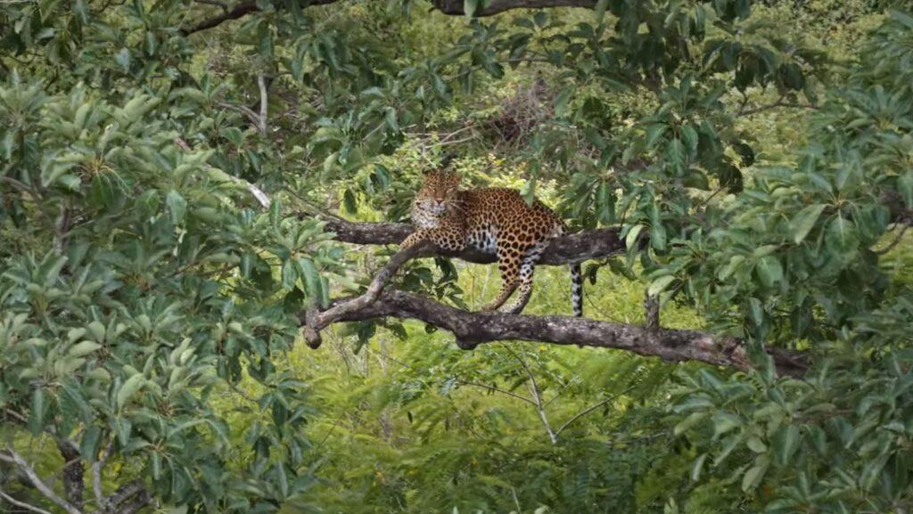 Bandipur National Park