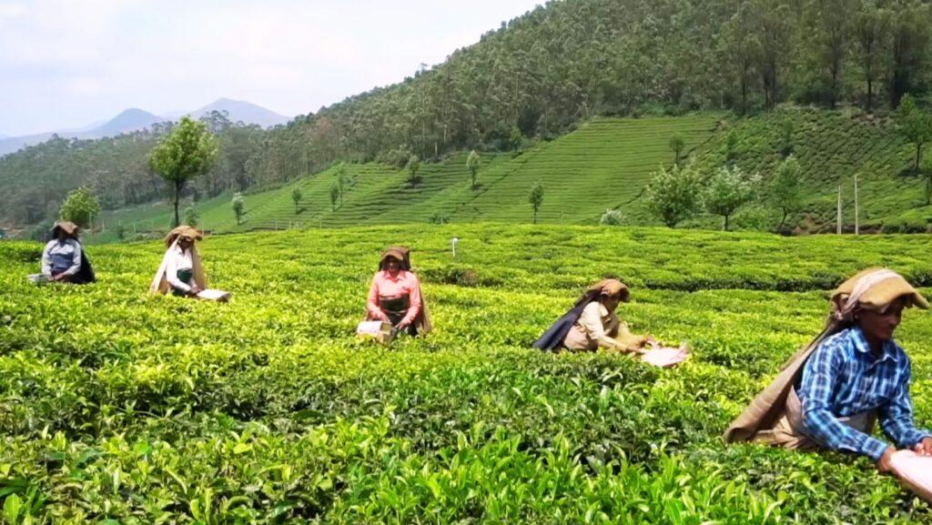 Tata Tea Museum (Munnar