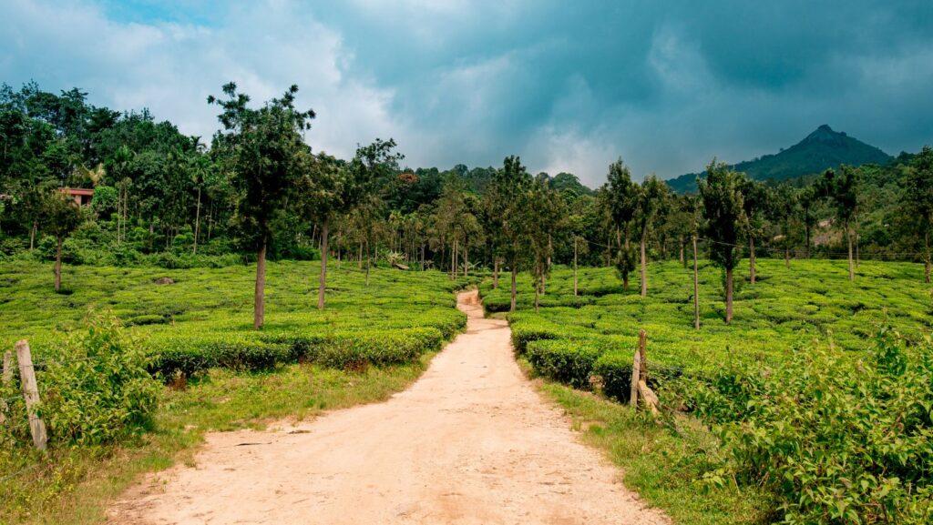 coorg and wayanad packages from bangalore
