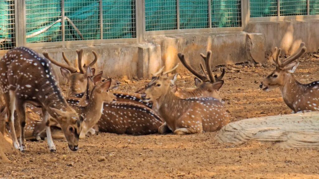 Veermata Jijabai Bhosale Botanical Udyan and Zoo