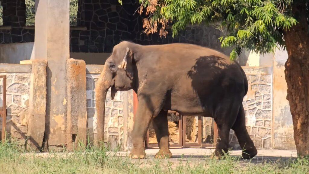 Veermata Jijabai Bhosale Botanical Udyan and Zoo