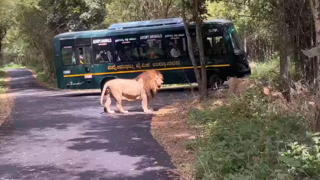 Bannerghatta national park Lion safari