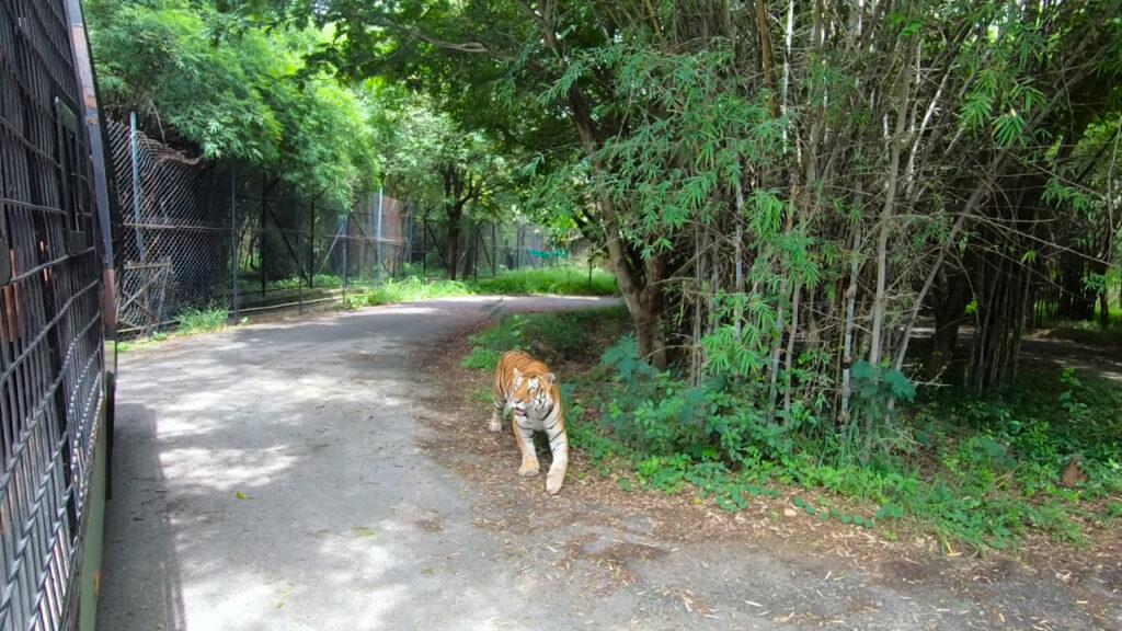 Bannerghatta zoo