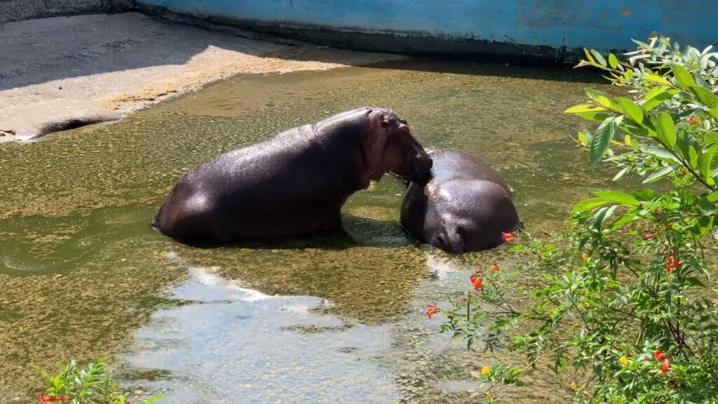 Bannerghatta national park Animal