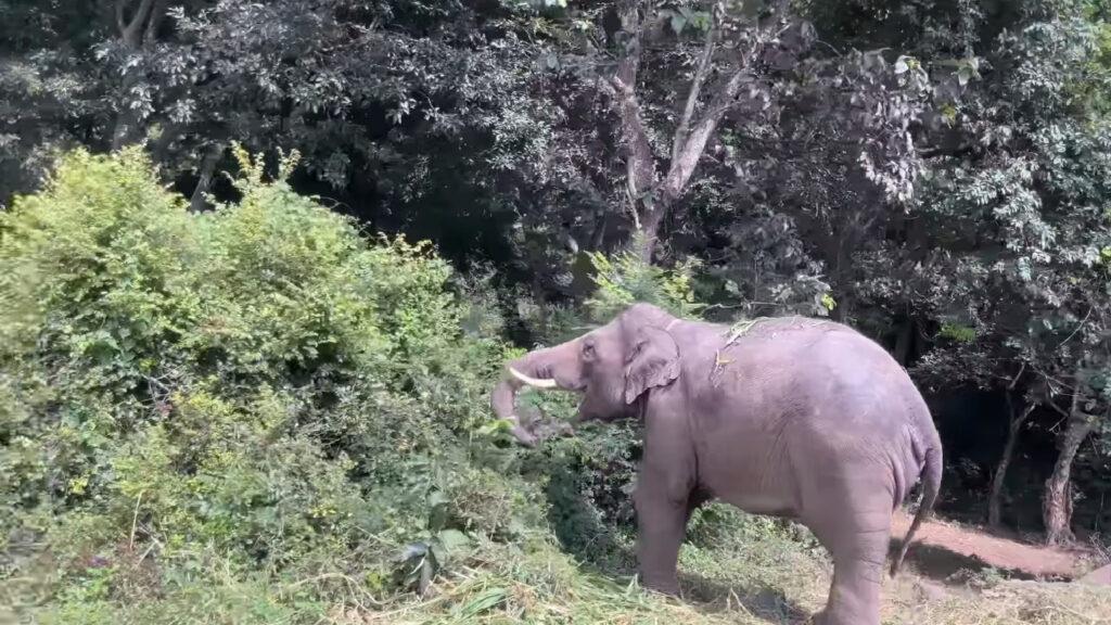 Bannerghatta national park Elephant