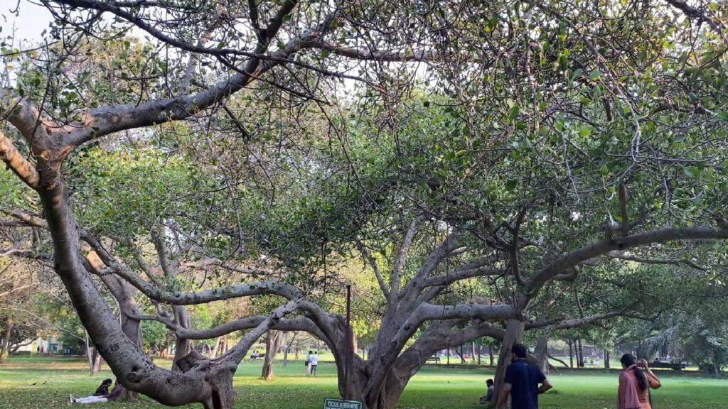 Things to See Lalbagh Botanical Garden