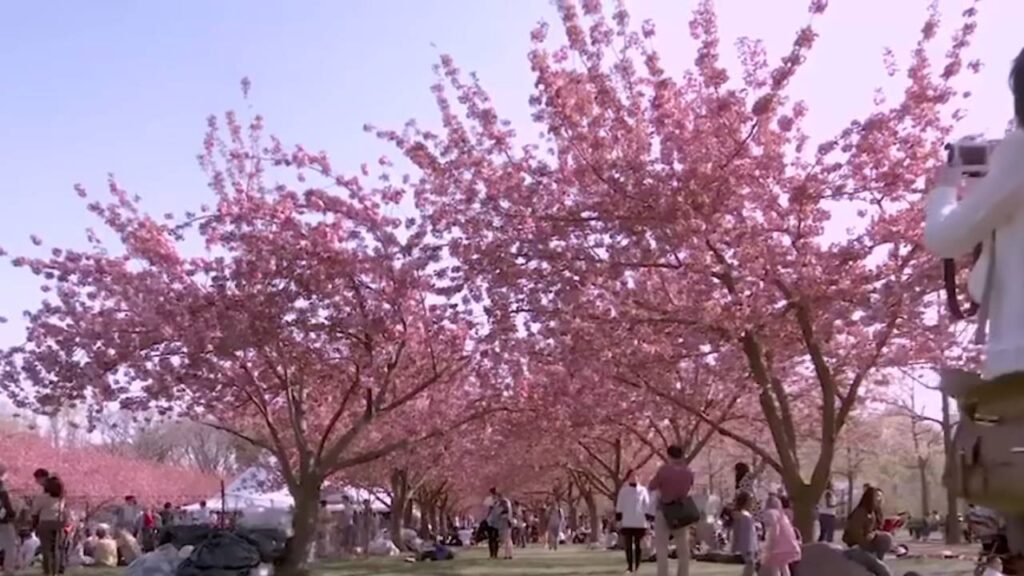 Cherry Blossom Festival Shillong pic