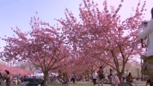 Cherry Blossom Festival Shillong pic