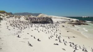 things to do in cape town