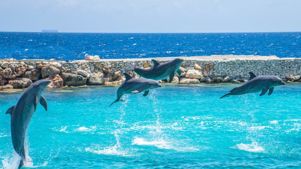 Dolphins in Virginia Beach