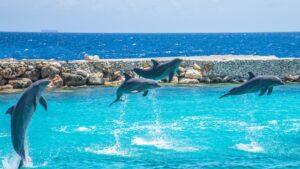 Dolphins in Virginia Beach