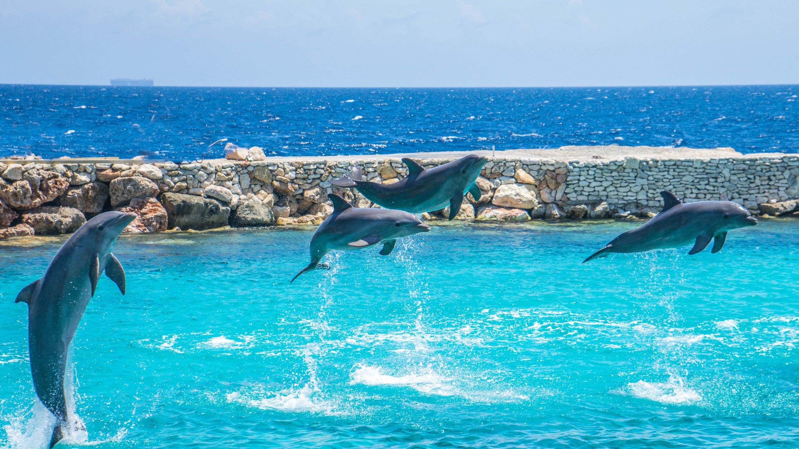 Dolphins in Virginia Beach