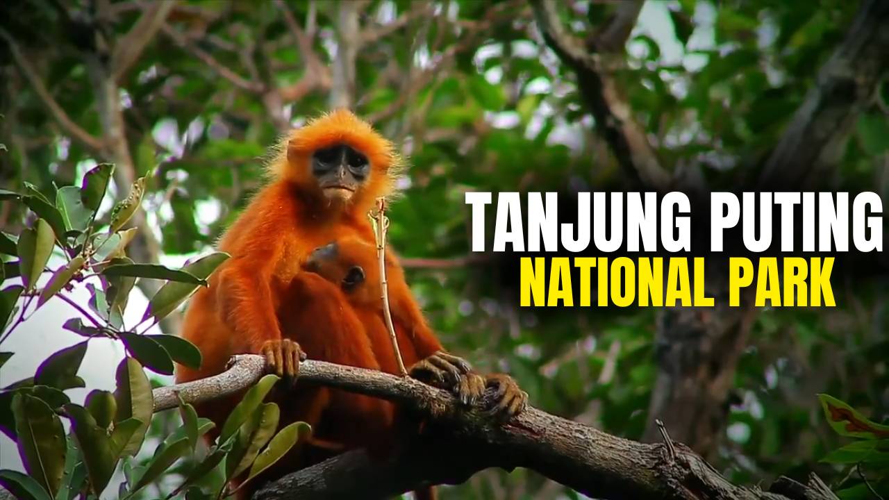 How to Get to Tanjung Puting National Park