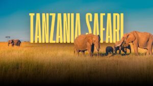 tanzania-safari